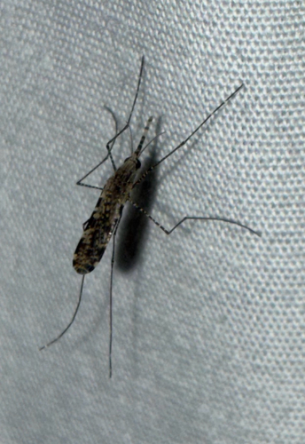 Spear Mosquito