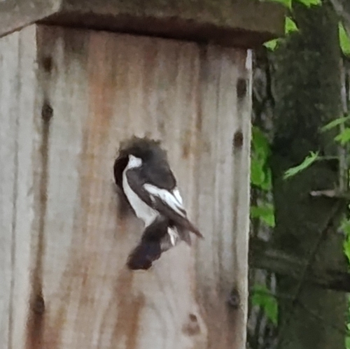 European Pied Flycatcher