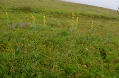 Gentiana lutea lutea