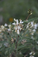 Astragalus garbancillo