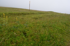 Meum athamanticum