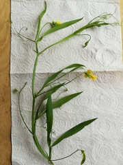 Lathyrus annuus