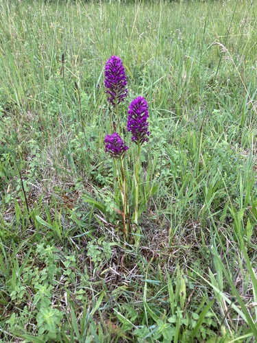 pyramidal orchid