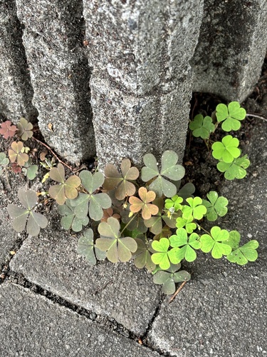 Creeping Woodsorrel