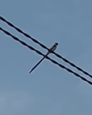 Pin-tailed Whydah
