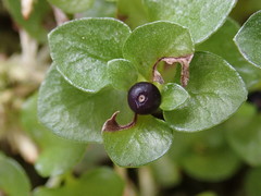 Nertera nigricarpa