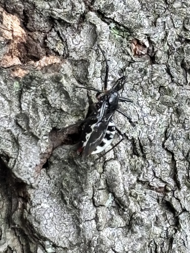 Japanese Assassin Bug