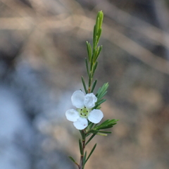 Baeckea linifolia