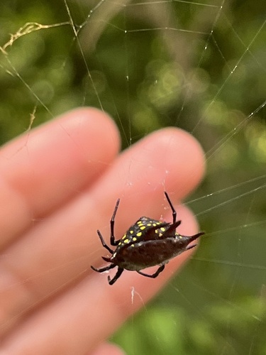 Gasteracantha curvispina