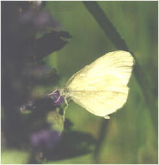 Dismorphiinae