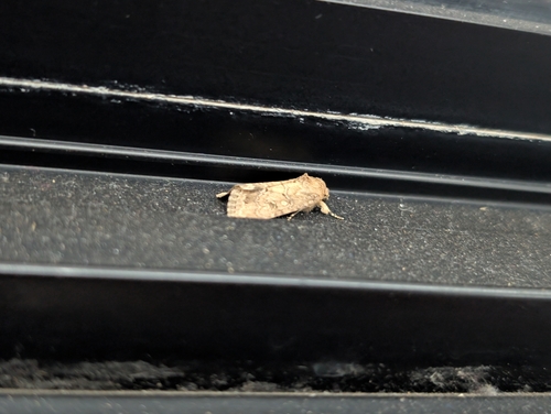 Lawn Armyworm Moth photo 4