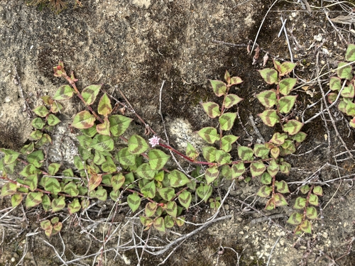 pink knotweed