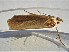 Haplochrois ochraceella