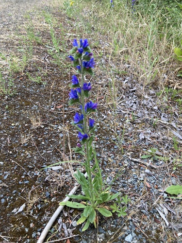 viper's-bugloss
