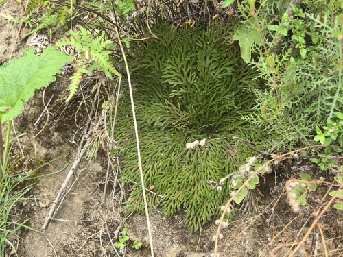 Selaginella pulvinata