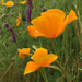 Tufted Poppy - Photo (c) Damon Tighe, some rights reserved (CC BY-NC), uploaded by Damon Tighe