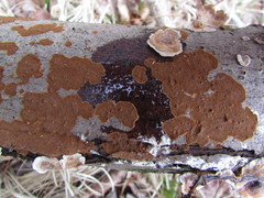Hymenochaete cinnamomea