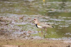 Vanellus chilensis