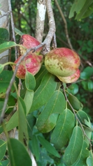 Xylopia bemarivensis