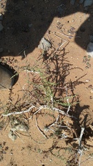 Caroxylon rabieanum