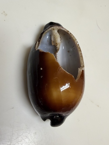Cypraea talpa observed 2026-06-11