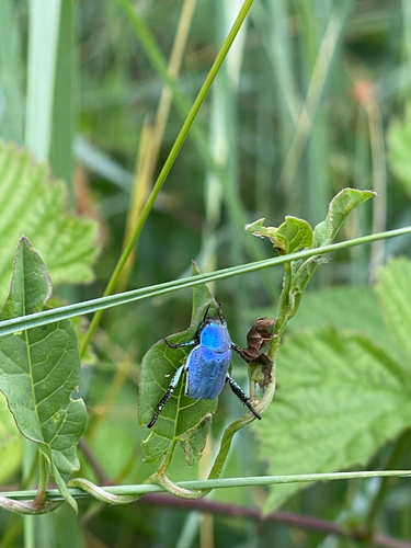 Cerulean Chafer Beetle