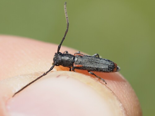 Phytoecia tirellii