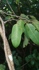 Xylopia bemarivensis