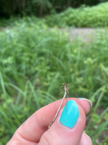 Blue Featherleg