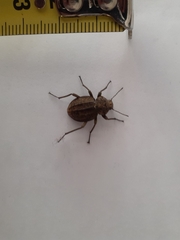 Somaticus