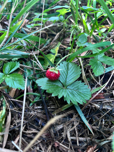 woodland strawberry