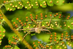 Hamadruas hieroglyphica