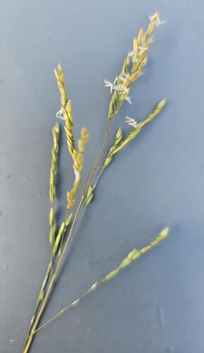 Native rice grass