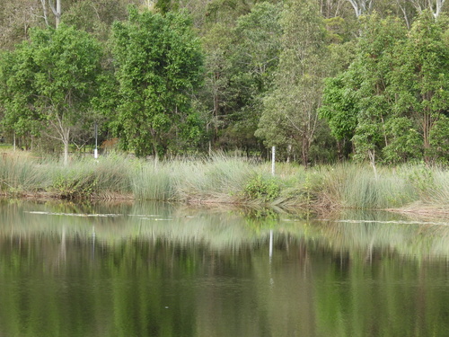Lepironia articulata, photograph 6