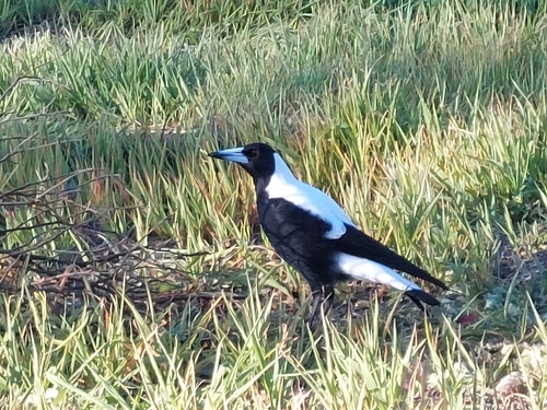 Australian Magpie