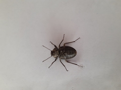 Somaticus