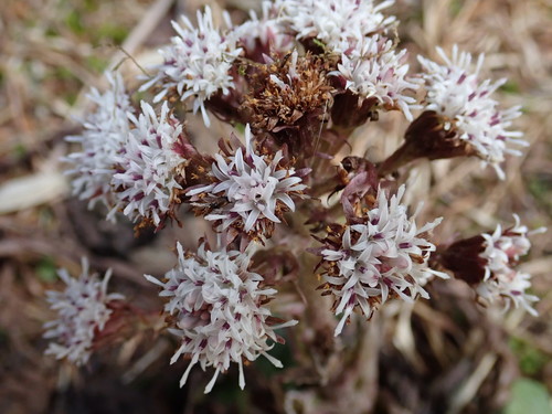Image of Petasites Formosanus (Petasites formosanus) by (c) 黃美滿, some rights reserved (CC BY)