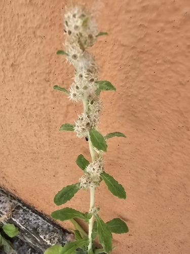 Gamochaeta americana, photograph 6