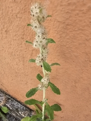 Gamochaeta americana, photograph (c) Elizabete Marchante, some rights reserved (CC BY)
