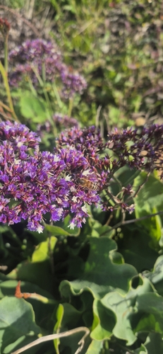 Perez's sea lavender