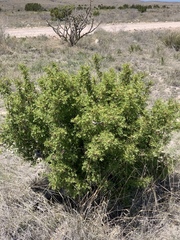 Berberis haematocarpa