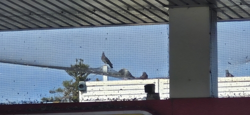 Feral Pigeon