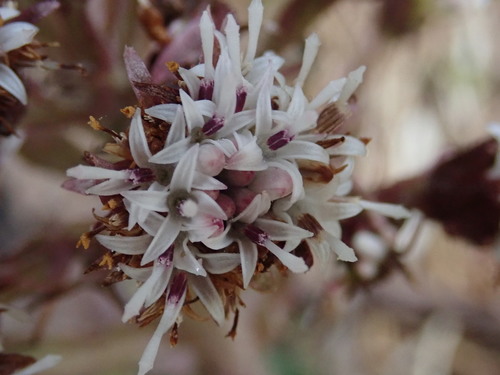 Image of Petasites Formosanus (Petasites formosanus) by (c) 黃美滿, some rights reserved (CC BY)