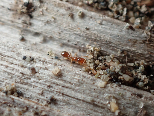 Common American Thief Ant