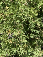 Berberis haematocarpa