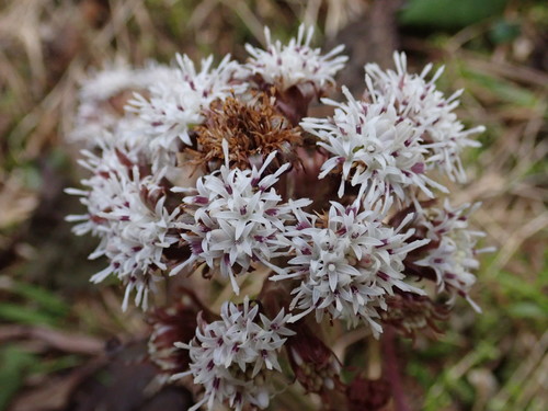Image of Petasites Formosanus (Petasites formosanus) by (c) 黃美滿, some rights reserved (CC BY)