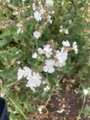 white campion