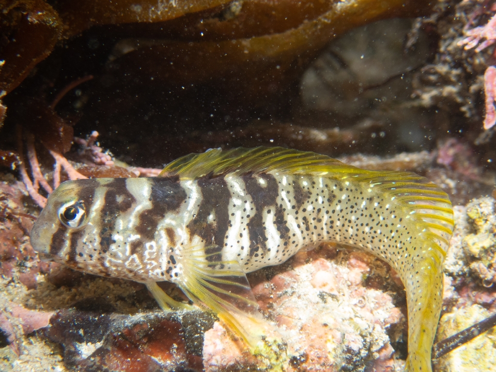 Elegant Blenny