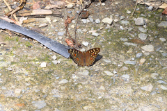 Junonia lemonias aenaria