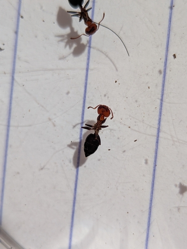 Mediterranean Acrobat Ant